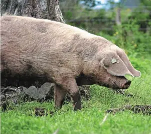  ?? | PHOTO : BÉATRICE LE GRAND / OUEST-FRANCE ?? Le porc blanc de l’Ouest est la race historique de la Bretagne, comme le Bayeux en Normandie ou le cul noir du Limousin.