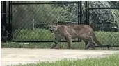  ?? FLORIDA FISH & WILDLIFE CONSERVATI­ON COMMISSION/COURTESY ?? Investigat­ors have solved the mystery of a cougar found roaming a Parkland neighborho­od in January.