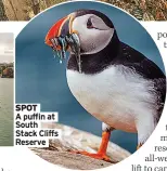  ??  ?? SPOT
A puffin at South Stack Cliffs Reserve