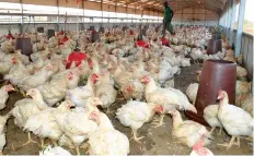  ?? ANDRÉ BRANDÃO | EDIÇÕES NOVEMBRO ?? Mercado nacional tem escassez de aves para reprodução