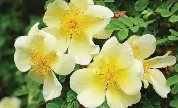  ?? ?? Buttery beauty: Tall and sturdy shrub rose Canary Bird flowers in May