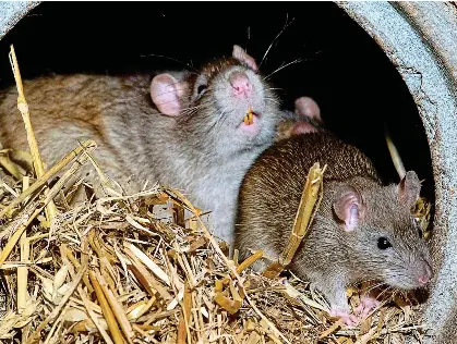 Rats that save countless lives - PressReader