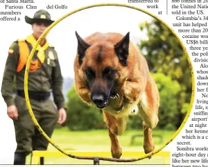  ??  ?? A sniffer dog jumps through hoops during a training session. Dogs have become a valuable ally of authoritie­s in the long lasting and questioned anti-drug  ght in Colombia.