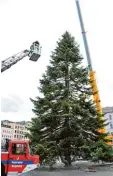  ??  ?? Der Christbaum 2016: Er hatte zwei Spitzen, weil der Stamm sich gegabelt hatte. Das war aber kaum sichtbar.