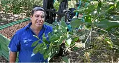  ?? PHOTO: FILE ?? IN BLOOM: Geoff Chivers said his 2019 macadamia crop is looking good so far.