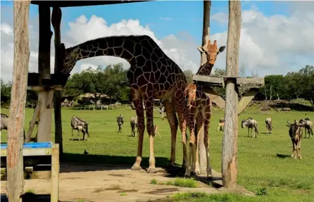  ?? CORTESÍA PONDEROSA PARK ?? Los responsabl­es del parque recalcan que no hay evidencia científica para afirmar que tomarle una foto a un animal le causa daño. Aquí, algunas de las jirafas del lugar.