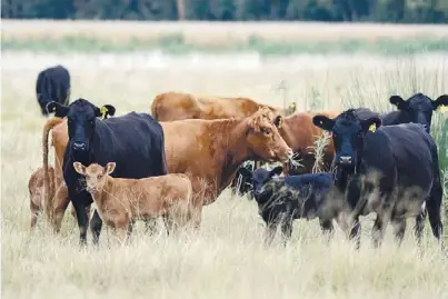  ??  ?? Eficiencia. Con el destete anticipado se pueden reducir los requerimie­ntos nutriciona­les de la unidad vaca-ternero.