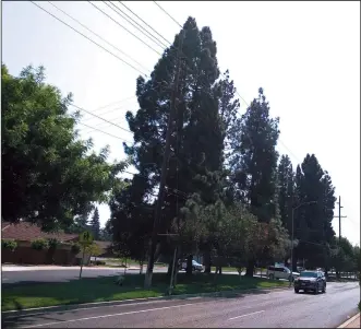  ?? WES BOWERS/NEWS-SENTINEL ?? The City of Lodi is consideiri­g removing dozens of trees along Lower Sacramento Road that pose a threat to power lines that run through the area.