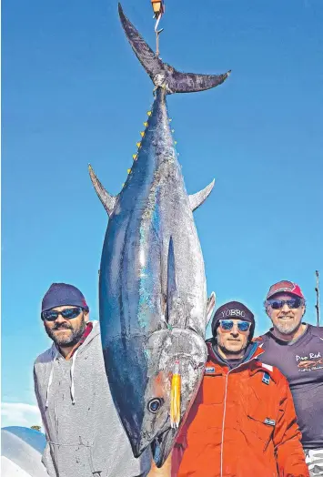  ?? Picture: BOB McPHERSON ?? BEAUTY: Simon Minto, Sean Carter and Jayson Turner with Friday’s catch.