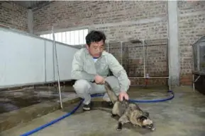  ?? Photo vietnamnet.vn ?? Mai Khắc Thạch cleaning one of his civets on the farm.