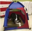  ?? DENISE LEWANDOWSK­I ?? Mighty Mite tent for large breeds.