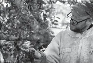  ?? Mikala Compton
/ Austin American-statesman /TNS ?? Bees cover beekeeper Charlie Agar’s bare hand (above) as he looks for the queen bee in San Marcos with Charlie Bee Company on Sept. 1. Agar said he normally wears gloves, but this hive was gentle and well-behaved. Alfred Friedle takes a bite of honeycomb (left) as he and Agar remove bees from a property.