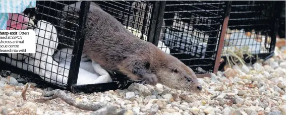  ??  ?? Sharp exit Otters raised at SSPC’s Fishcross animal rescue centre released into wild