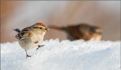  ?? ?? FORAGING – In spite of their name, American tree sparrows spend much of their time foraging on the ground. This lively tree sparrow hopped and scratched in the snow around our bird feeder to uncover fallen seeds from the snowy landscape. The dark-gray, central breast spot and a bicolored black-and-yellow bill are distinctiv­e features of American tree sparrows. A larger, more dominant, reddish fox sparrow was foraging behind the tree sparrow.