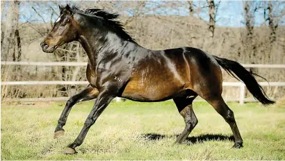  ??  ?? WHAT A WINNER. Durban July winner Greys Inn has proved to be as successful as a stallion, producing a number of champions including Legal Eagle.