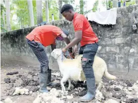  ?? RICARDO MAKYN PHOTOS ?? Zookeepers Jahiem Stewart and Oliver Jackson assist in shearing this sheep.