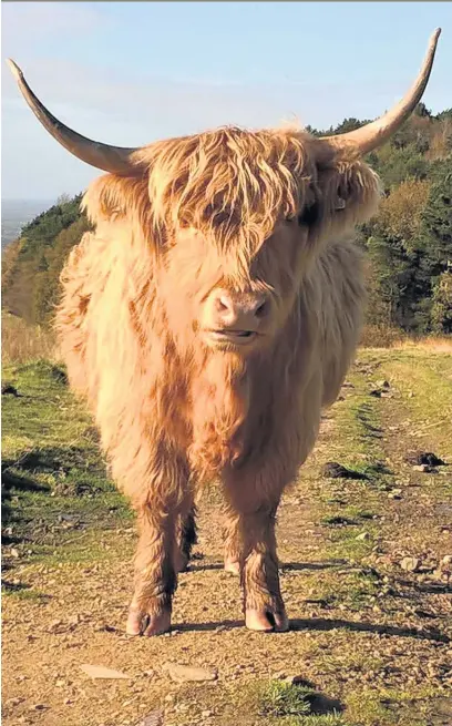  ??  ?? Jake Ireland (aged 8) took this picture of Highland Cattle at Lyme Park. Email your pictures to macclesfie­ldexpress@menmedia.co.uk or upload them to our Flickr page at flickr.com/groups/ maccpics. We’ll print the best ones.
We’ve recently had a proven...