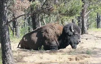  ?? ROB BELANGER/THE CANADIAN PRESS ?? The five new or expanded wildland parks adjoin Wood Buffalo National Park, above, and add up to 13,000 square kilometres of forest, wetland, lakes and rivers