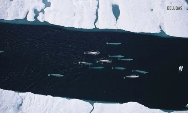  ??  ?? Signs of carnage were all around – snow bright red with the blood of beluga carcasses on the ice.Will belugas cope with increased instabilit­y in sea ice caused as a result of climate change, or will we see more venturing further afield?