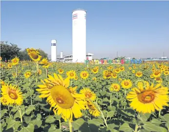  ?? PATTANAPON­G HIRUNARD ?? Sunflowers bloom in Thung Thantawan Chalermphr­akiat field at the Metropolit­an Waterworks Authority’s water treatment plant in Bangkok. The field is open to the public to mark His Majesty the King’s 88th birthday today.