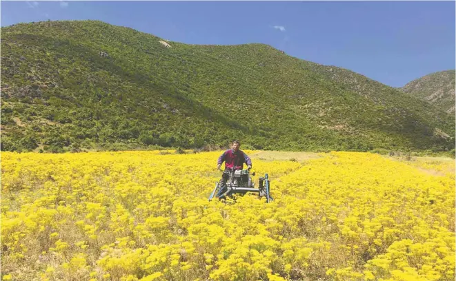  ?? PHOTOS AIDA BANI ?? Voici une parcelle de démonstrat­ion d’agromine — l’extraction de minerais du sol à l’aide de plantes — d’Alyssum murale, une plante hyperaccum­ulatrice de nickel, à Pojska, en Albanie.