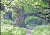  ??  ?? BIRNAM WOOD: Mr House helped preserve famous trees.