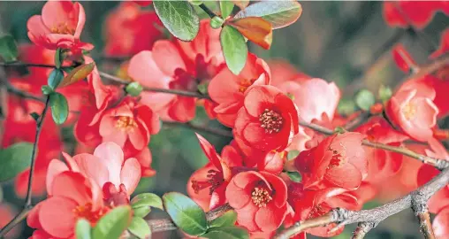  ??  ?? ●
My Japanese quince has been in bloom since March, and I want to add some other shades for next year