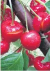  ?? PHOTO: COLIN WILLISCROF­T ?? Cherries split due to recent rain.