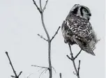  ?? BRUCE DI LABIO PHOTO ?? This Northern
Hawk Owl, a boreal forest owl from northern Ontario, is an erratic winter
visitor to our region. This one was seen in the
Perth area.