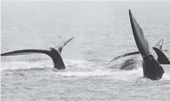  ??  ?? Right whales gather in the Gulf of St. Lawrence, one of the continent’s busiest shipping areas.