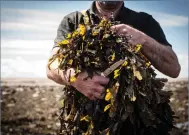  ??  ?? Based out of Strandhill, County Sligo, Ireland, VOYA’s seaweed crops are handharves­ted without convention­al mechanical methods that would disturb and compromise the natural habitat of the beds.