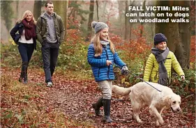  ?? Pictures: GETTY ?? FALL VICTIM: Mites can latch on to dogs on woodland walks