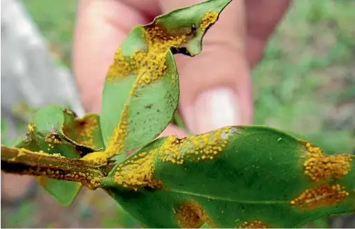  ??  ?? Myrtle rust, which affects native plant species like pohutukawa, manuka, rata and kanuka, was found to have spread from the North Island to Golden Bay earlier this year, and has now been found in Nelson city.