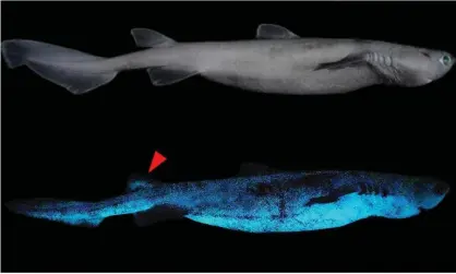  ??  ?? Researcher­s believe sharks probably glow for camouflage to protect from attack from beneath. Photograph: Jérôme Mallefet