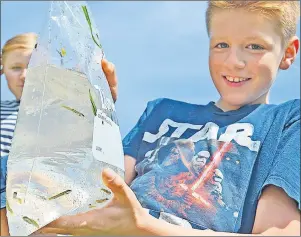  ?? MILLICENT MCKAY/JOURNAL PIONEER ?? Jackson Caseley looks at the salmon fingerling­s that he and his classmates at Queen Elizabeth Elementary in Kensington saw hatch and grow in the school’s tanks.