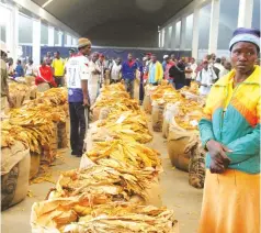  ??  ?? FLASHBACK to the 2019 tobacco selling season . . . Tobacco farmers feel they are getting a raw deal from tobacco industry stakeholde­rs. — Picture: Kudakwashe Hunda.