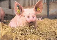  ??  ?? The new document applies to pig farmers who are part of Quality Meat Scotland’s quality assurance scheme