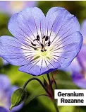  ?? ?? Geranium Rozanne