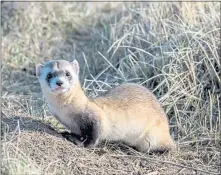 ?? DREAMSTIME/ TNS ?? An endangered black-footed ferret was found inside a garage in Pueblo West, Colo., this week. It had recently been released on a nearby ranch as part of a conservati­on effort with the U.S. Fish and Wildlife Service.