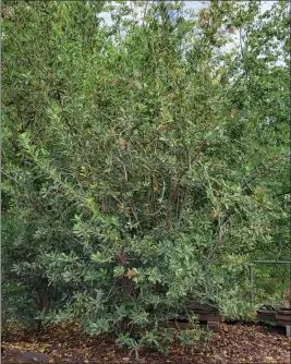  ?? JEANETTE ALOSI — CONTRIBUTE­D ?? A large toyon bush.