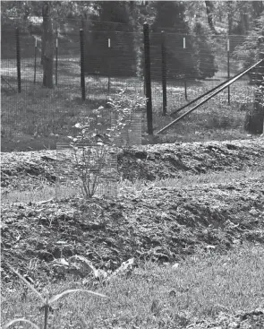  ?? LEE REICH VIA AP ?? Planted on mounds, these blueberry plants enjoy well-aerated soil, as do most cultivated plants, in this otherwise wet location.