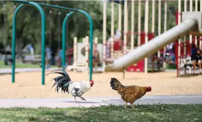  ?? Bay Area News Group/tns ?? Roosters at Emma Prusch Farm Park in San Jose, California.