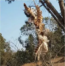  ?? (COGAT) ?? THE TERROR FALCON found in southern Israel.