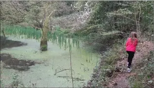  ??  ?? The Whirlwind Wonder discoverin­g a new walking trail in historic New Ross.