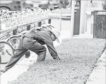  ??  ?? ▲ Profesiona­les realizan trabajos de mantenimie­nto de jardines y espacios verdes en la calle de Horacio, colonia Polanco. Foto Pablo Ramos