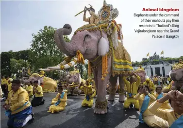 ??  ?? Animal kingdom Elephants under the command of their mahouts pay their respects to Thailand’s King Vajiralong­korn near the Grand Palace in Bangkok