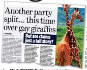  ??  ?? IN A TANGLE: Our report on the Labour Party’s row over gay giraffes