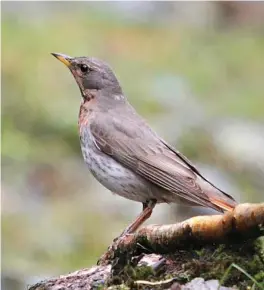  ?? ?? SEVEN: Female Red-throated Thrush (Arunachal Pradesh, India, 11 April 2016). This thrush is similar to the Black-throated Thrush in the preceding image, but shows orange-red hues in the superciliu­m, throat and breast. There is also some orange visible in the tail sides. This combinatio­n of features identifies it as a Red-throated Thrush, a close relative of Black-throated, with which it hybridises to a limited extent, although the two are generally treated as specifical­ly distinct. With only one British record, this is about as rare a bird as you can get!