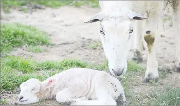  ?? ?? To find dead lambs or kids in your kraal when they were seemingly healthy the previous day is not a pretty sight.