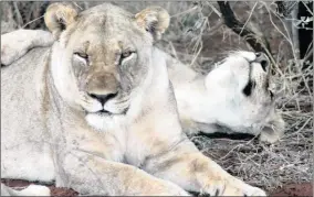  ??  ?? LAZY LIONESSES: Life is good at Madikwe Game Reserve.